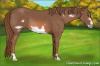 Horse Color:Liver Chestnut Frame 