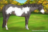 Horse Color:Liver Chestnut Sabino Frame Appaloosa Rabicano 