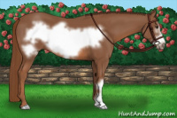 Horse Color:Liver Chestnut Frame 