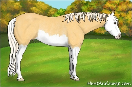 Horse Color: Palomino Sabino Splash Rabicano 