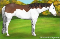 Horse Color:Bay Splash 