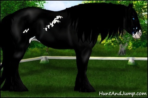 Horse Color: ERROR: UNKNOWN ANOMALY