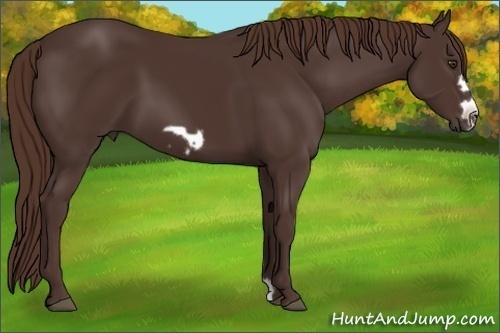 Horse Color:Liver Chestnut Frame 