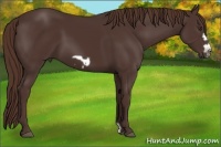 Horse Color:Liver Chestnut Frame