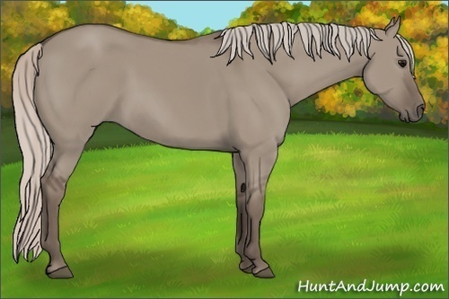 Horse Color:Silver Grullo 