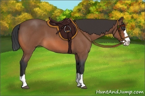 Horse Color:Bay Roan Splash 