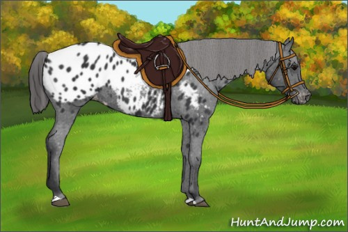 Horse Color:Black Appaloosa 