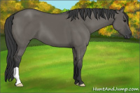 Horse Color:Grullo 