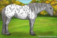 Horse Color:Blue Roan Appaloosa 