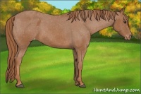 Horse Color:Chestnut Appaloosa