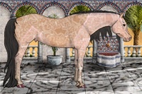 Horse Color:Bay Ice Brindle