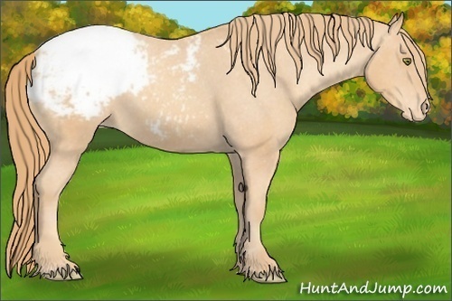Horse Color:Gold Champagne Snowcap