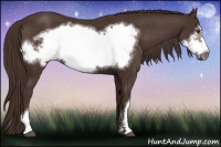 Horse Color:Liver Chestnut Frame 