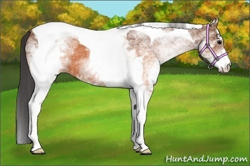Horse Color:White Spotted Brown Tobiano 