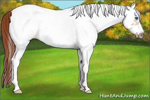 Horse Color: Unknown 