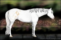 Horse Color:Gray Silver Amber Cream Champagne Roan Dun Splash Tobiano Frame Appaloosa Rabicano 