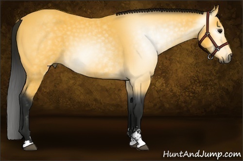 Horse Color:Gray Buckskin Sabino 