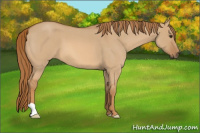 Horse Color:Red Dun Roan 