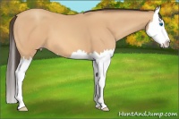 Horse Color:Amber Champagne Splash 