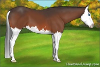 Horse Color:Bay Sabino Splash 