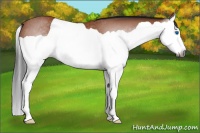 Horse Color:Gray Bay Splash Rabicano