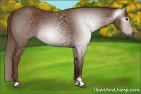 Horse Color:Gray Chestnut Sabino