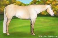 Horse Color:Gray Silver Amber Cream Champagne Dun 