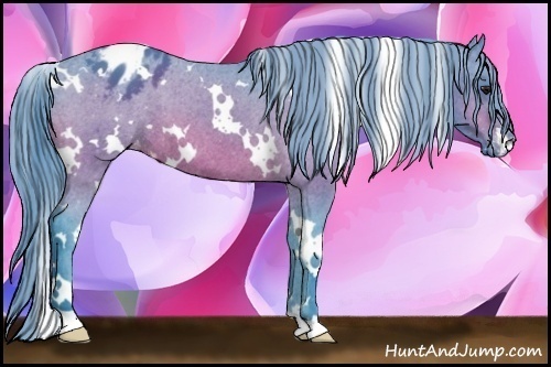Horse Color:Watercolor White Spotted Bay Appaloosa 