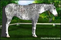 Horse Color:Black Ice Sabino 