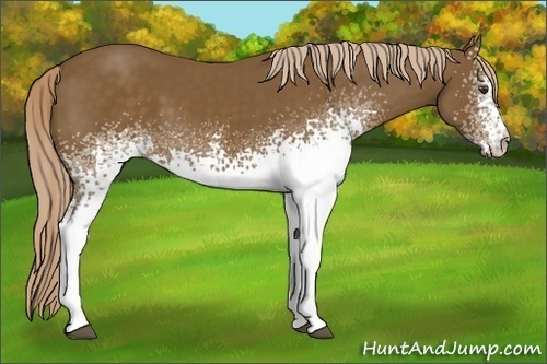 Horse Color: White Spotted Chocolate Palomino 