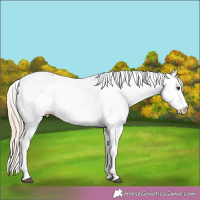 Horse Color:White Spotted Palomino 