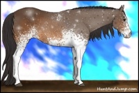Horse Color:White Spotted Buckskin Rabicano