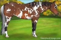 Horse Color:White Spotted Bay 