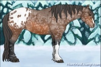 Horse Color:Bay Ice Appaloosa
