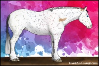 Horse Color:Bay Dun Splash Tobiano 