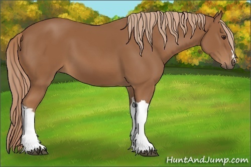 Horse Color: Unknown 