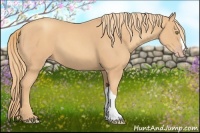 Horse Color:Gold Champagne 