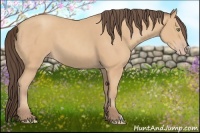 Horse Color:Amber Champagne 