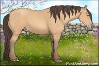 Horse Color:Amber Champagne 