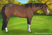 Horse Color:Bay Roan Splash Tobiano Rabicano 