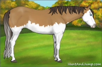Horse Color:Buckskin Splash 