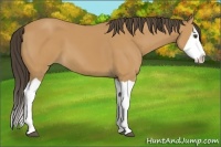 Horse Color:Buckskin Splash 