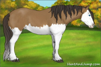 Horse Color:Buckskin Splash 