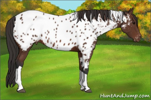 Horse Color: Bay Tobiano Near Leopard 