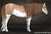Horse Color:Liver Chestnut Pearl Splash