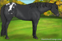 Horse Color:Black Appaloosa 