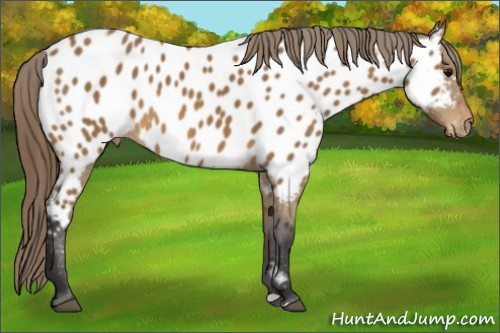 Horse Color: Buckskin Near Leopard 