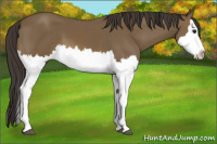 Horse Color:Buckskin Splash 
