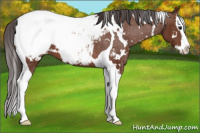 Horse Color:White Spotted Bay Splash Tobiano Appaloosa 