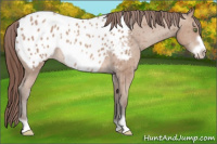 Horse Color:Sable Champagne Frame Appaloosa 